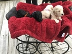 Small Photo #9 Goldendoodle Puppy For Sale in GEORGETOWN, TN, USA