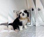 Max - Male Bernedoodle Puppy for Sale - Photo #4