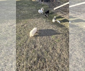 Maltipoo Puppy for sale in AMERICAN FLS, ID, USA