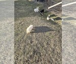 Small Maltipoo