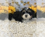 Small Photo #5 Havanese Puppy For Sale in MARTINSVILLE, IN, USA