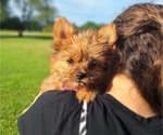 Puppy Teenie Yoranian