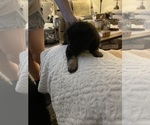 Small #13 Miniature Australian Shepherd