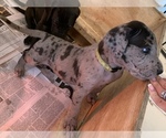 Small Photo #13 Great Dane Puppy For Sale in BOW, NH, USA
