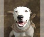 Small American Staffordshire Terrier Mix