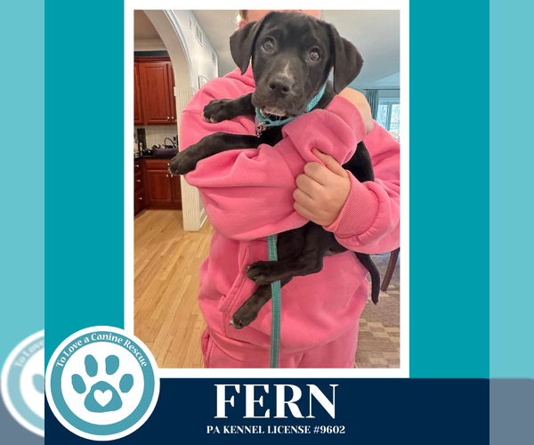 Medium Photo #3 Labrador Retriever-Unknown Mix Puppy For Sale in Kimberton, PA, USA