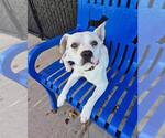 Small #1 French Bulldog Mix
