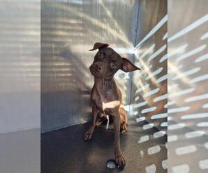 Chihuahua Dogs for adoption in San Antonio, TX, USA