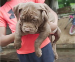 Puppy Rose American Bully