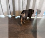 Small #3 English Bulldog