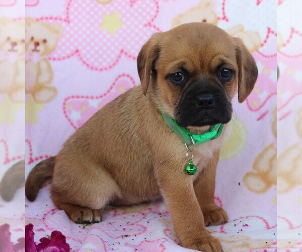 Medium Photo #3 Puggle Puppy For Sale in CHARLOTT HALL, MD, USA