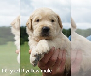 Golden Retriever Puppy for Sale in BRYANT, Alabama USA