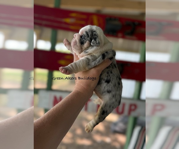 Medium Photo #1 English Bulldog Puppy For Sale in OOLOGAH, OK, USA
