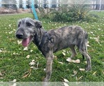 Small #2 Irish Wolfhound