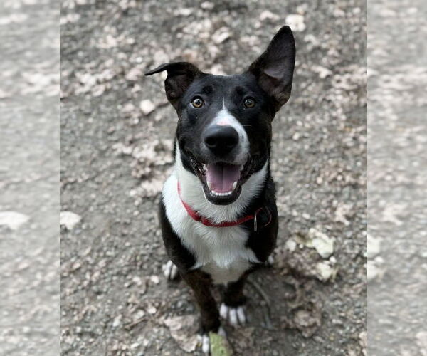 Medium Photo #7 Mutt Puppy For Sale in Elmsford, NY, USA