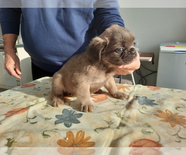 Medium Photo #4 French Bulldog Puppy For Sale in Kaposvar, Somogy, Hungary