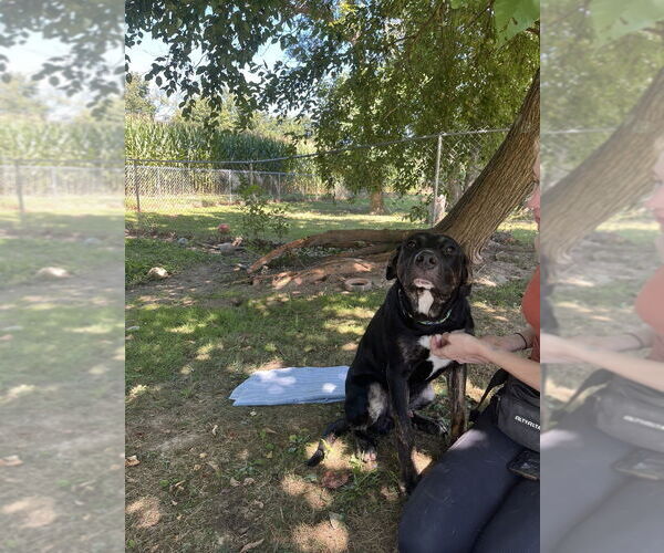 Medium Photo #5 Shepweiller Puppy For Sale in Osgood, IN, USA
