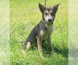 260786  Faith - Female Siberian Husky-Unknown Mix Dog for Adoption - Photo #2