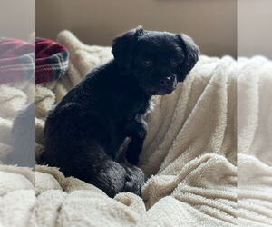 Shih Tzu Dogs for adoption in Williamsburg, IA, USA