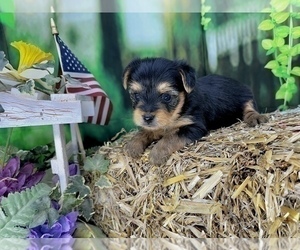 Yorkshire Terrier Puppy for sale in CASSVILLE, MO, USA