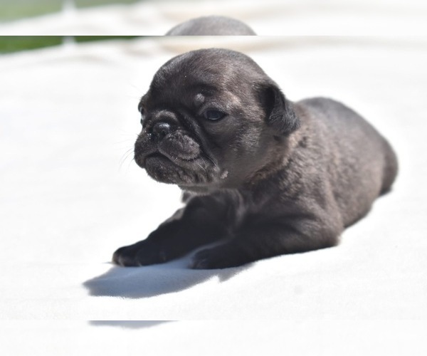 Medium Photo #5 Pug Puppy For Sale in PALM COAST, FL, USA