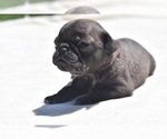 Small Photo #5 Pug Puppy For Sale in PALM COAST, FL, USA