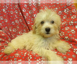 F2 Aussiedoodle Puppy for sale in PATERSON, NJ, USA