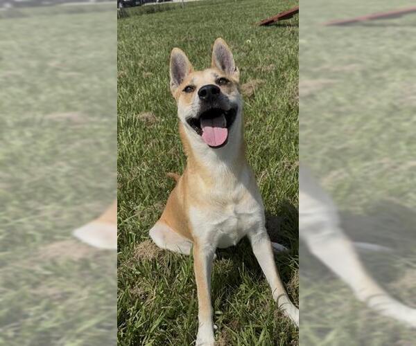 Medium Photo #3 Carolina Dog-German Shepherd Dog Mix Puppy For Sale in Rosenberg, TX, USA