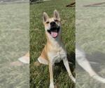 Small #2 Carolina Dog-German Shepherd Dog Mix