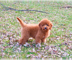 Small #4 Goldendoodle