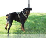 Small #4 Rottweiler