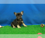 Small Photo #4 French Bulldog Puppy For Sale in HICKORY, NC, USA