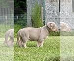 Small #1 American Bully