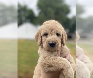 Labradoodle Puppy for sale in CANTON, SD, USA