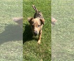 Small #2 Catahoula Leopard Dog Mix
