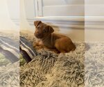 Small Photo #9 Labrador Retriever-Unknown Mix Puppy For Sale in Rosenberg, TX, USA