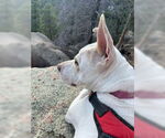 Small #11 American Pit Bull Terrier-American Staffordshire Terrier Mix