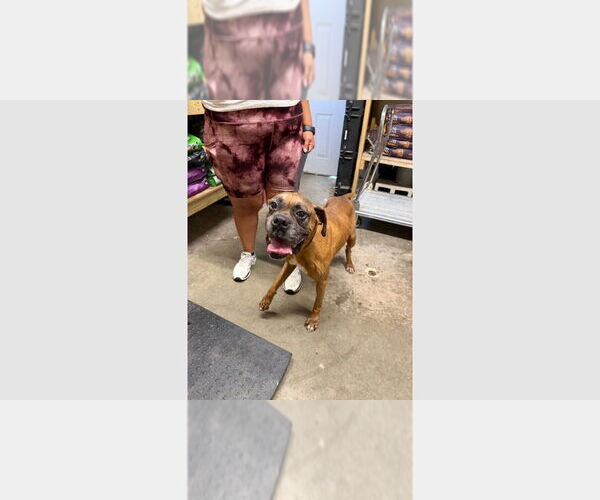 Medium Photo #4 Boxer Puppy For Sale in Austin, TX, USA