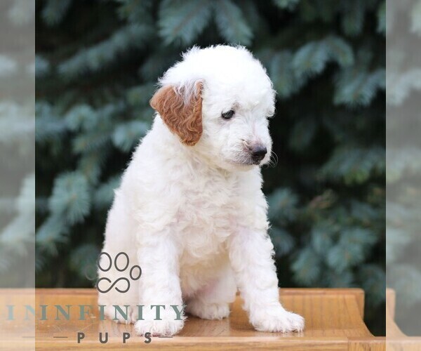 Medium Photo #2 Goldendoodle (Miniature) Puppy For Sale in EPHRATA, PA, USA