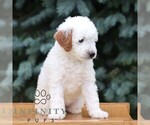 Small #1 Goldendoodle (Miniature)