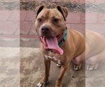 Small #4 American Staffordshire Terrier Mix