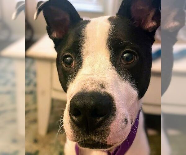 Medium Photo #3 Mutt Puppy For Sale in columbia, SC, USA