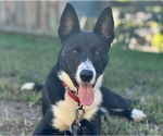Small #8 Border Collie-Collie Mix