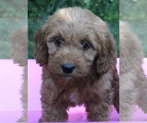 Goldendoodle (Miniature) Puppy for sale in FREDERICKSBURG, OH, USA