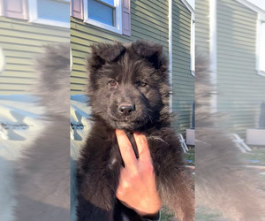 German Shepherd Dog Puppy for Sale in SOMERSET, New Jersey USA