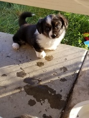 Cardigan Welsh Corgi Puppy for sale in IONE, CA, USA
