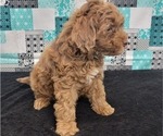 Small Photo #3 Goldendoodle (Miniature) Puppy For Sale in BLAKESBURG, IA, USA