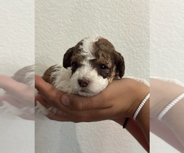 Medium Photo #5 Bernedoodle (Miniature) Puppy For Sale in LONGMONT, CO, USA