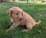Small #10 Golden Retriever