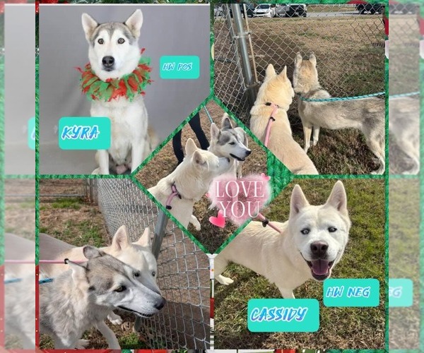 Medium Photo #3 Mutt Puppy For Sale in Shelburne, VT, USA